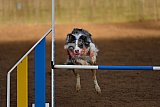 wedstrijd agility friends zaterdag