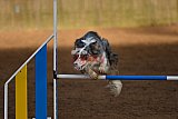 wedstrijd agility friends zaterdag