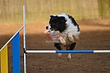 wedstrijd agility friends zaterdag