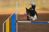 wedstrijd agility friends zaterdag
