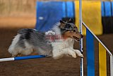 wedstrijd agility friends zaterdag