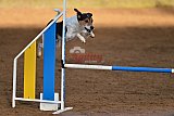 wedstrijd agility friends zaterdag