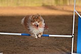 wedstrijd agility friends zaterdag