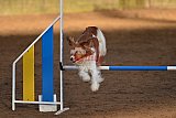wedstrijd agility friends zaterdag