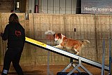 wedstrijd agility friends zaterdag