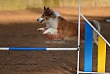 wedstrijd agility friends zaterdag