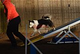 wedstrijd agility friends zaterdag