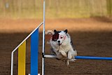 wedstrijd agility friends zaterdag