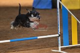 wedstrijd agility friends zaterdag