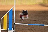 wedstrijd agility friends zaterdag