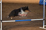 wedstrijd agility friends zaterdag