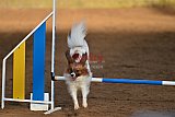 wedstrijd agility friends zaterdag