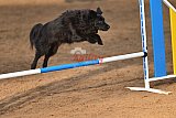 wedstrijd agility friends zaterdag