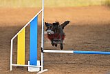 wedstrijd agility friends zaterdag