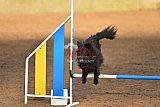 wedstrijd agility friends zaterdag