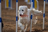 wedstrijd agility friends zaterdag