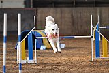 wedstrijd agility friends zaterdag