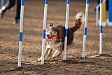 wedstrijd agility friends zaterdag