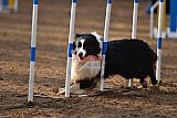 wedstrijd agility friends zaterdag
