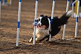 wedstrijd agility friends zaterdag