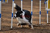 wedstrijd agility friends zaterdag