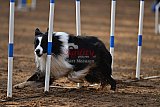 wedstrijd agility friends zaterdag