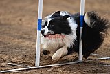 wedstrijd agility friends zaterdag
