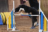 wedstrijd agility friends zaterdag