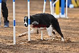 wedstrijd agility friends zaterdag