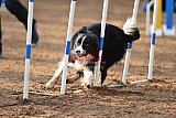 wedstrijd agility friends zaterdag
