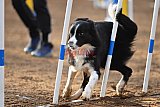 wedstrijd agility friends zaterdag