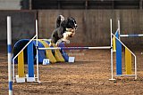 wedstrijd agility friends zaterdag