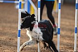 wedstrijd agility friends zaterdag