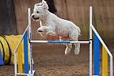 wedstrijd agility friends zaterdag