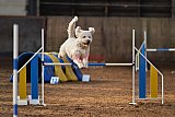 wedstrijd agility friends zaterdag