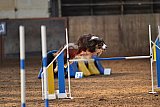 wedstrijd agility friends zaterdag