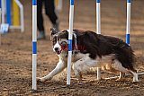 wedstrijd agility friends zaterdag