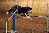 wedstrijd agility friends zaterdag