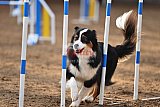 wedstrijd agility friends zaterdag
