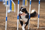 wedstrijd agility friends zaterdag