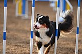 wedstrijd agility friends zaterdag