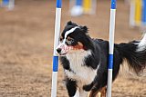 wedstrijd agility friends zaterdag