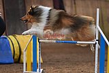 wedstrijd agility friends zaterdag