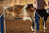 wedstrijd agility friends zaterdag