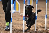 wedstrijd agility friends zaterdag