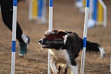 wedstrijd agility friends zaterdag