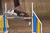 wedstrijd agility friends zaterdag