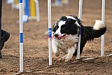 wedstrijd agility friends zaterdag