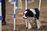 wedstrijd agility friends zaterdag
