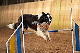 wedstrijd agility friends zaterdag
